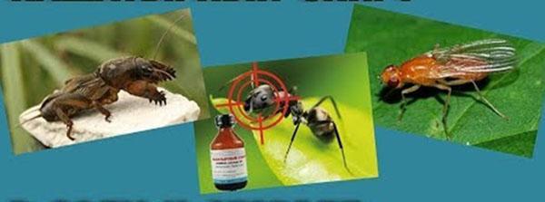 ammoniac contre les parasites