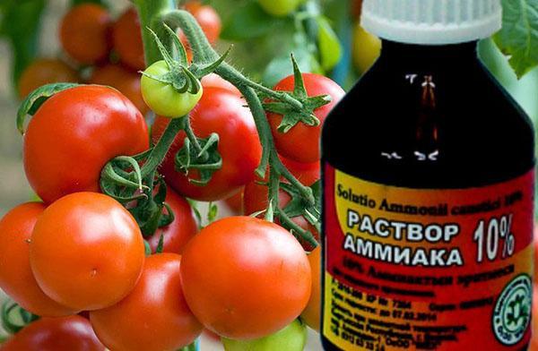 ammoniaque pour tomates