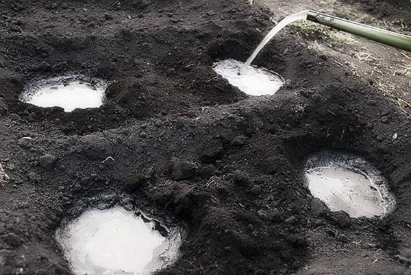 derramar el suelo con amoníaco antes de plantar plántulas