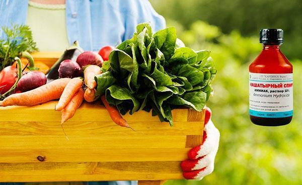 l'utilisation de l'ammoniac en horticulture