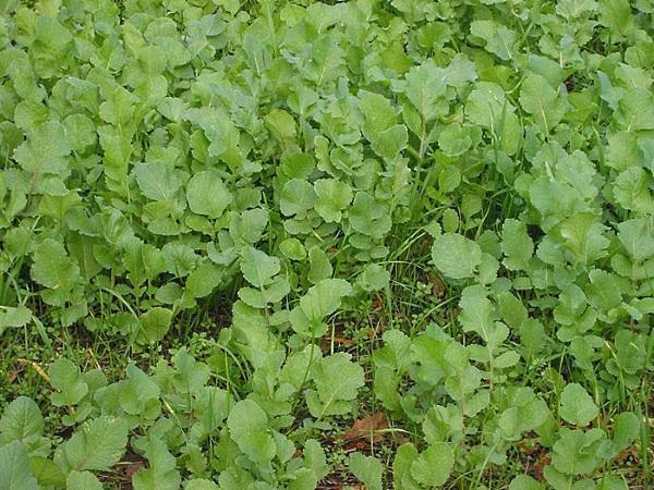 densos brotes de aceite de rábano