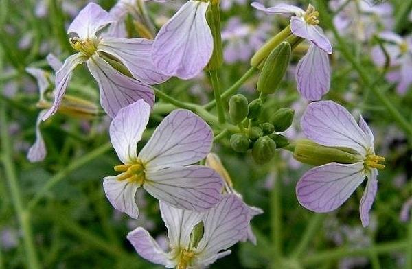 Inflorescencias de rábano aceite