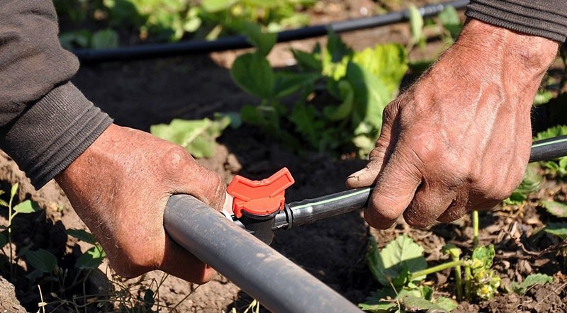 installation de système d'irrigation goutte à goutte