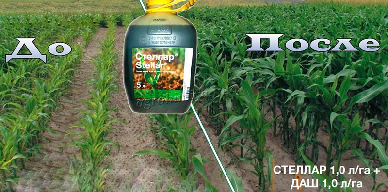 herbicida Stellar para maíz