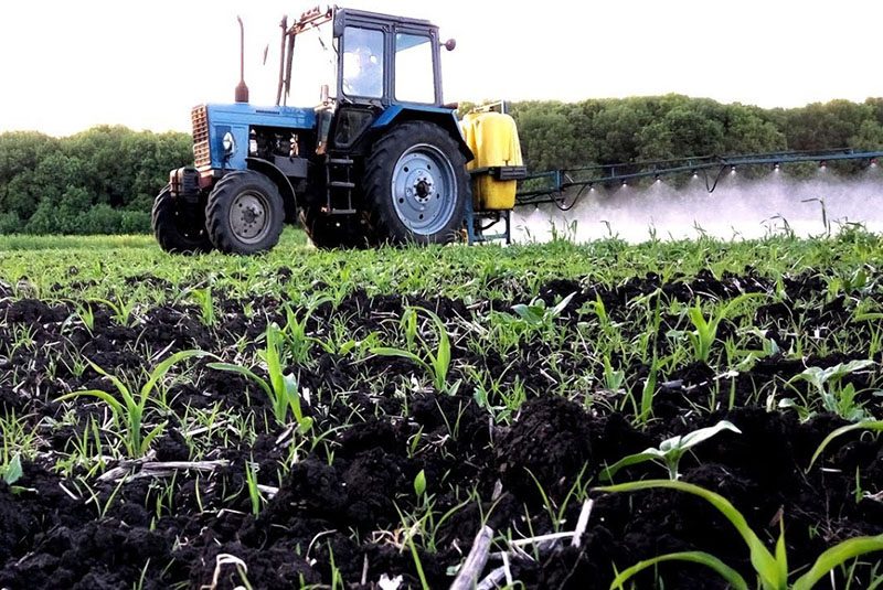 l'application de l'herbicide sur les cultures de maïs