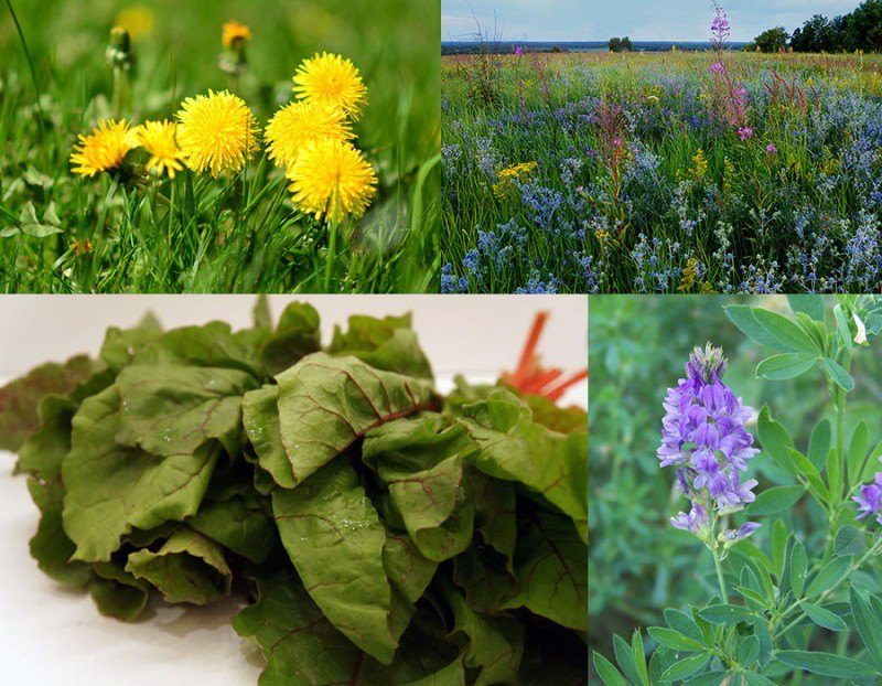 légumes verts dans l'alimentation des poules pondeuses