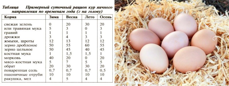 le rôle des vitamines dans l'alimentation des poules pondeuses
