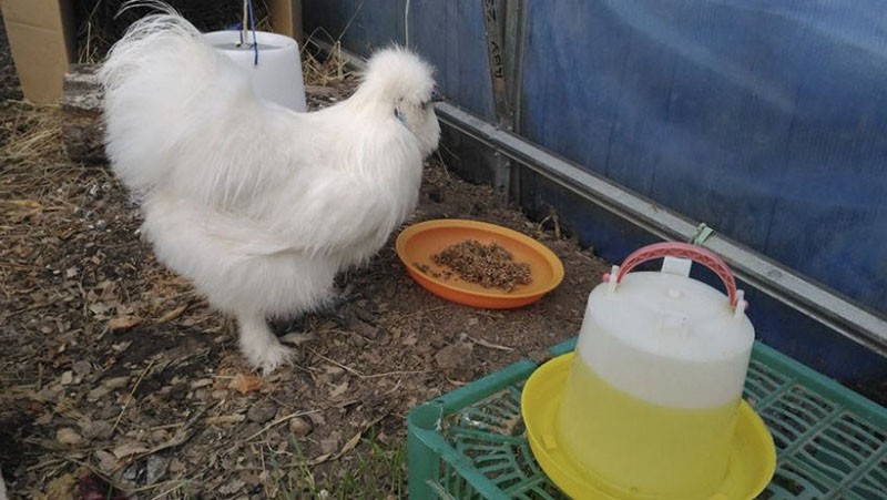 nutrición de pollo