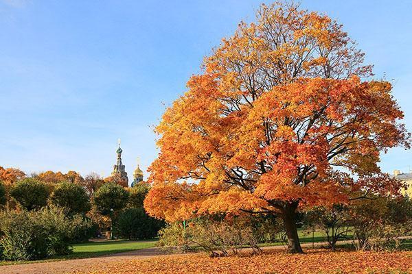 follaje de arce brillante en otoño