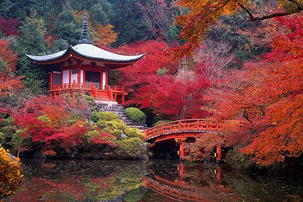 arce japonés