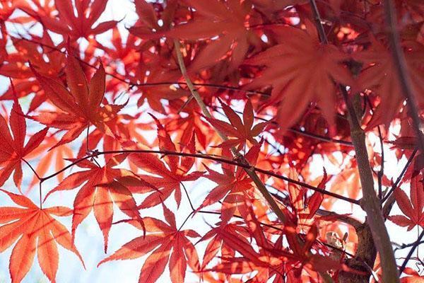 Arce rojo
