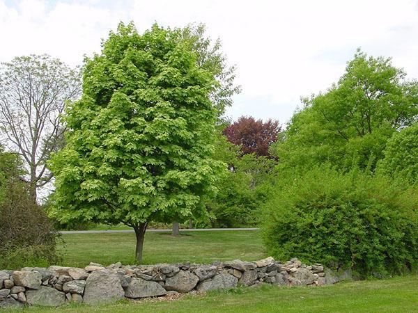 érable champêtre dans le parc