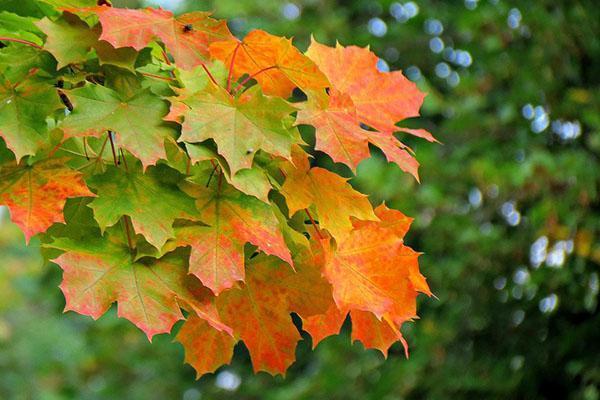 el otoño está próximo