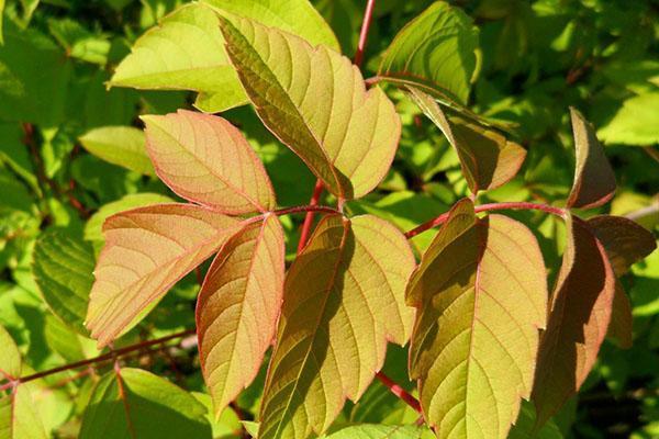 érable à feuilles de frêne