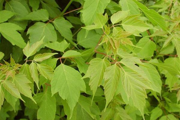 couronne luxuriante d'érable à feuilles de frêne