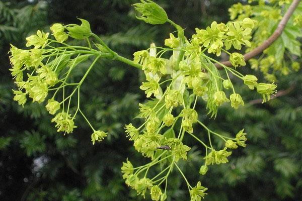 érable en fleurs