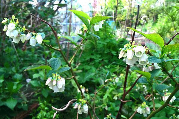 myrtilles en fleurs