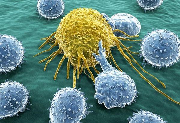 myrtilles contre les cellules cancéreuses