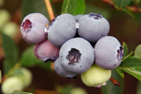 variété de myrtille Bluegold