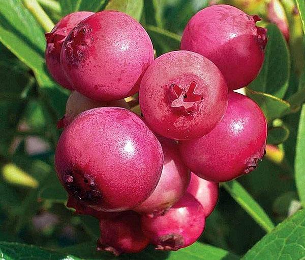 Limonade rose de qualité myrtille