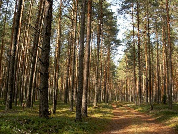 forêt de pins