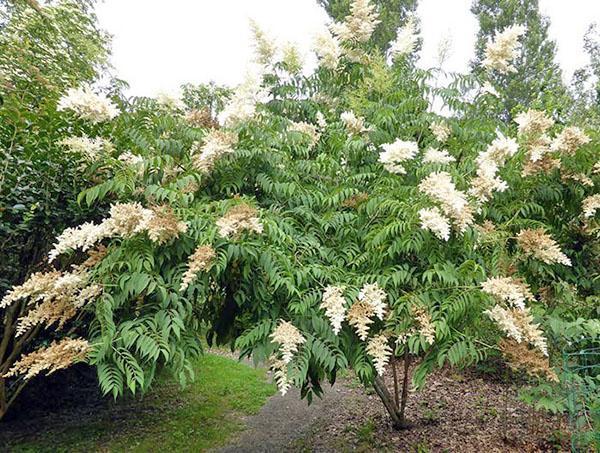 fresno de árbol