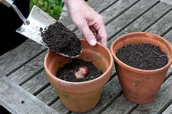 plantar en una maceta