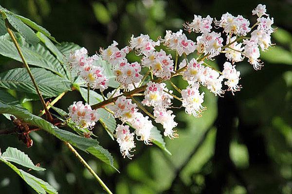 inflorescencia de castaño