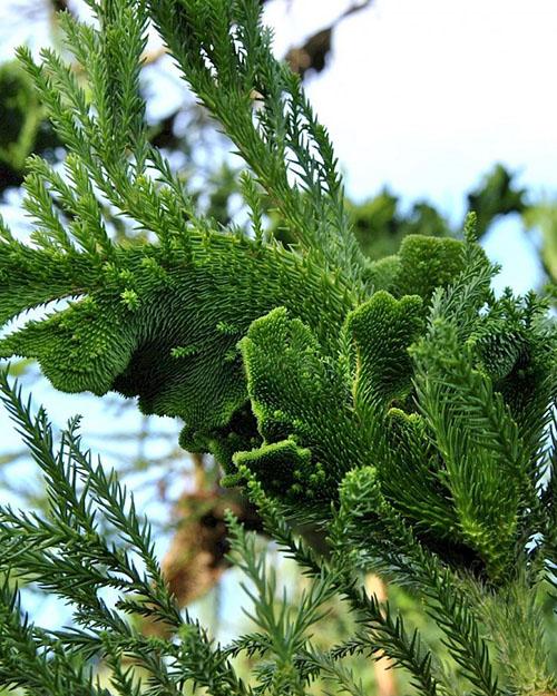 Cryptomeria japonaise Cristata