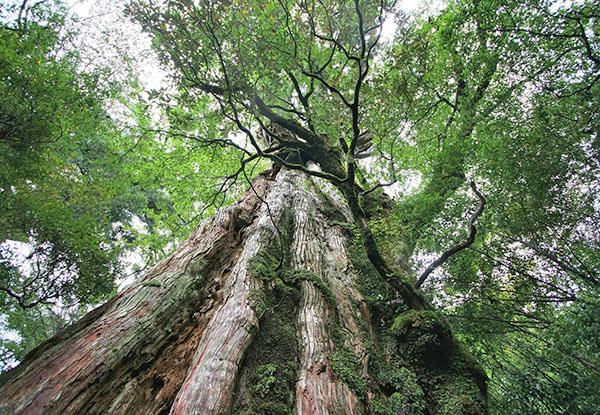 Cryptomeria gigante en Japón