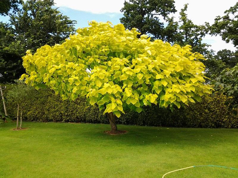 catalpa ovoide