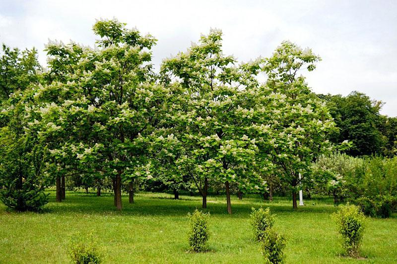 arbre catalpa : plantation et entretien à la maison
