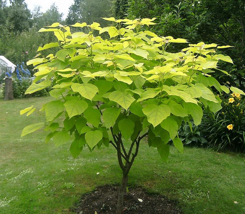 joven árbol catalpa