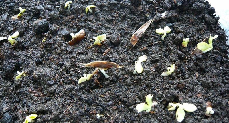 plántulas de semillas catalpa