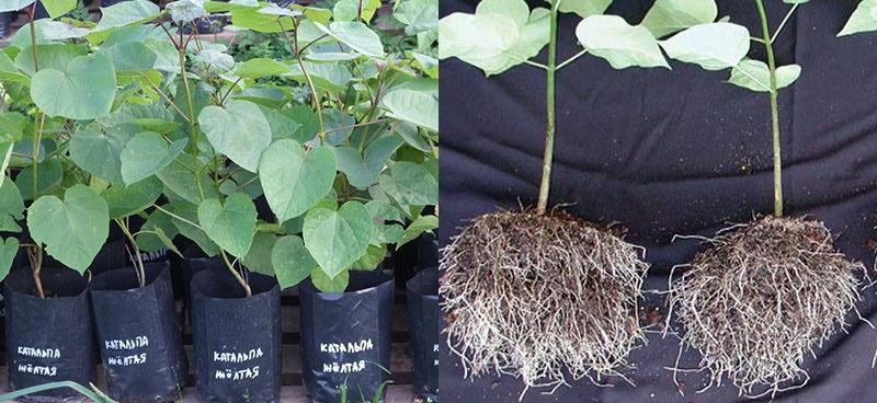 plants de catalpa à planter en pleine terre