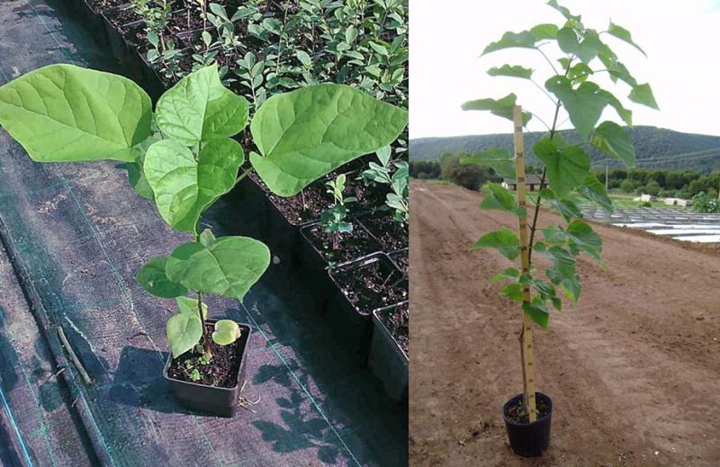 Plantación de árboles catalpa y cuidado de las plántulas.