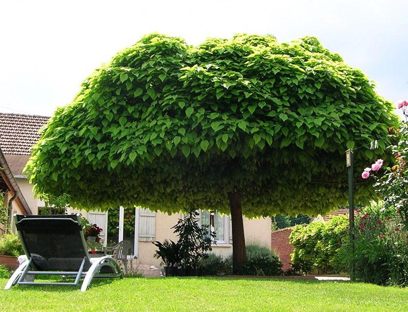 árbol de pasta