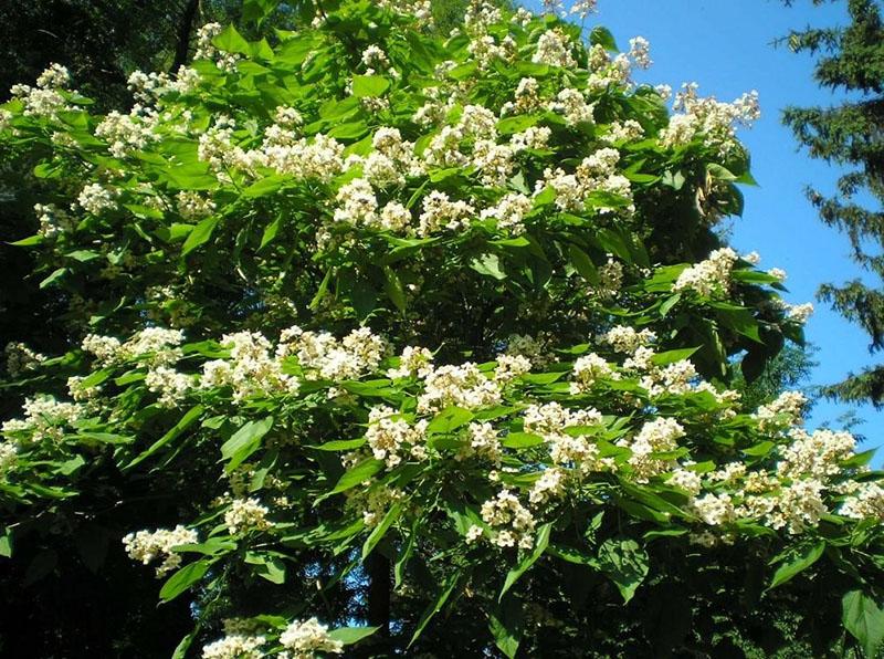 catalpa floreciente