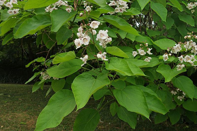 ramos de catalpa