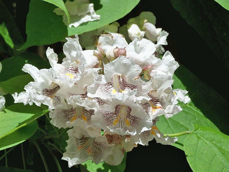 première floraison de catalpa