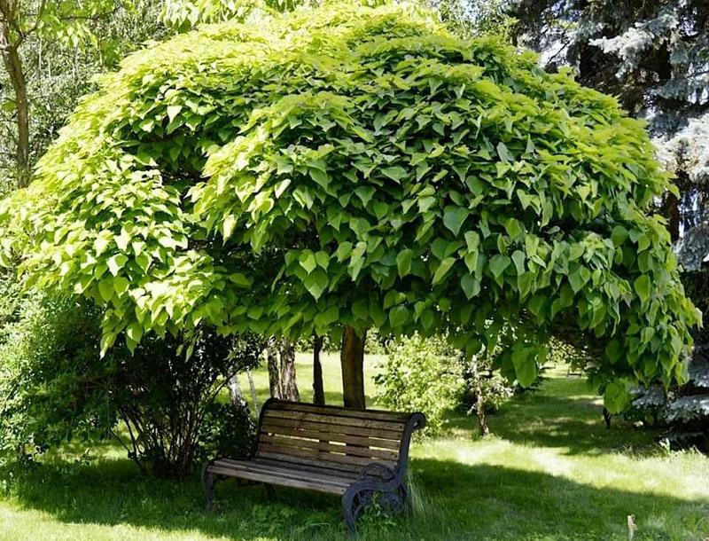 Plantación y cuidado de árboles catalpa en su cabaña de verano.