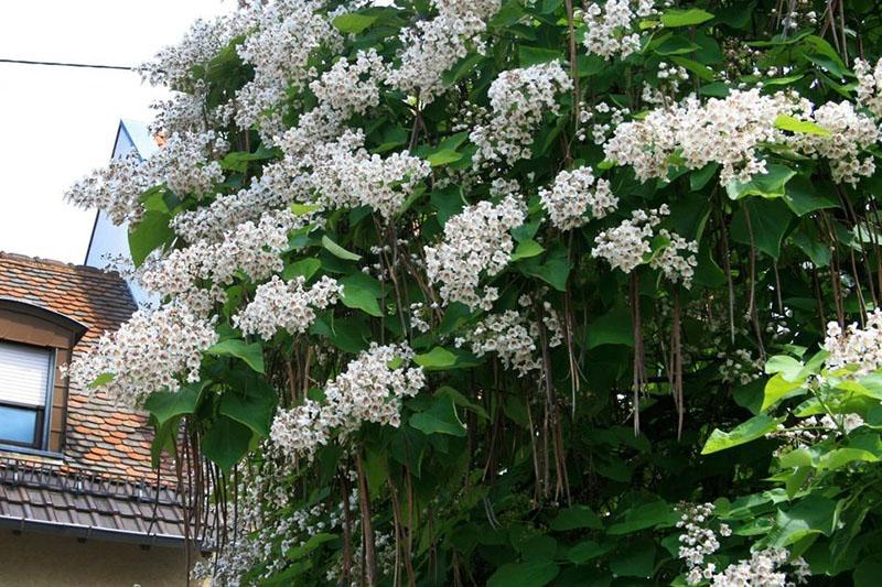 Catalpa bignoniforme