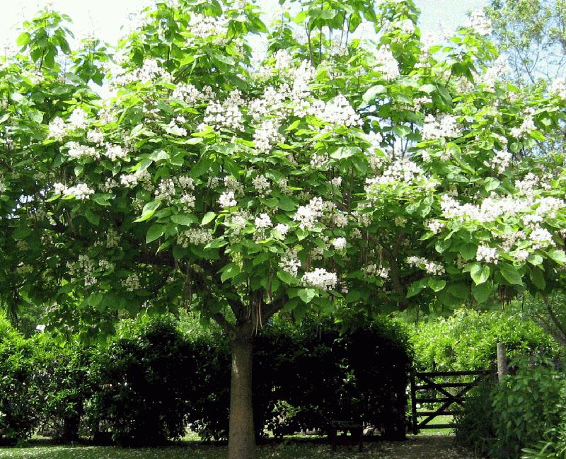 hermosa catalpa