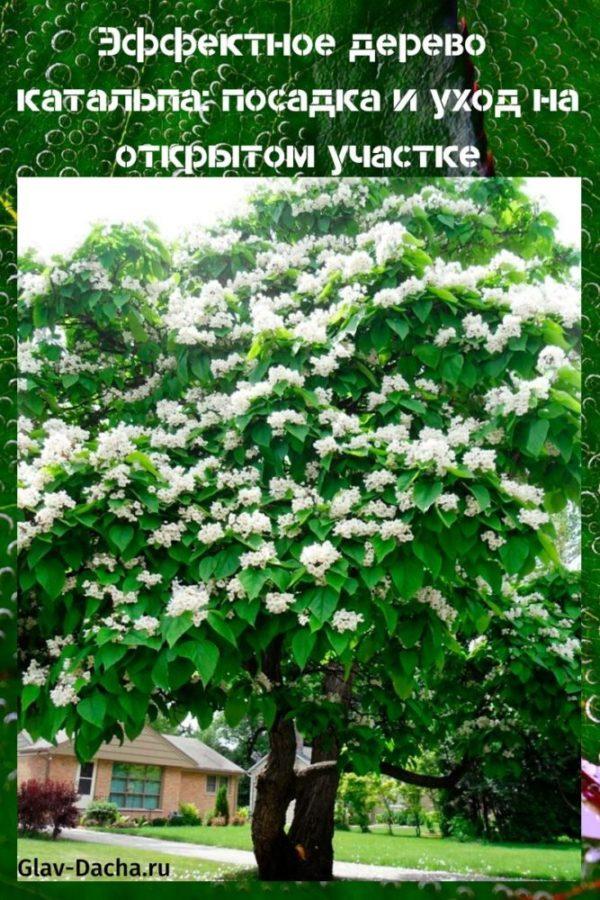 plantación y cuidado de árboles catalpa