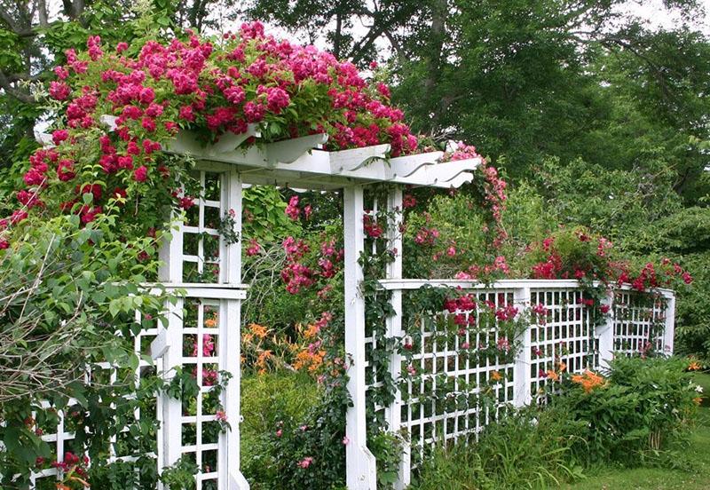 jardinage vertical de la clôture et de l'entrée