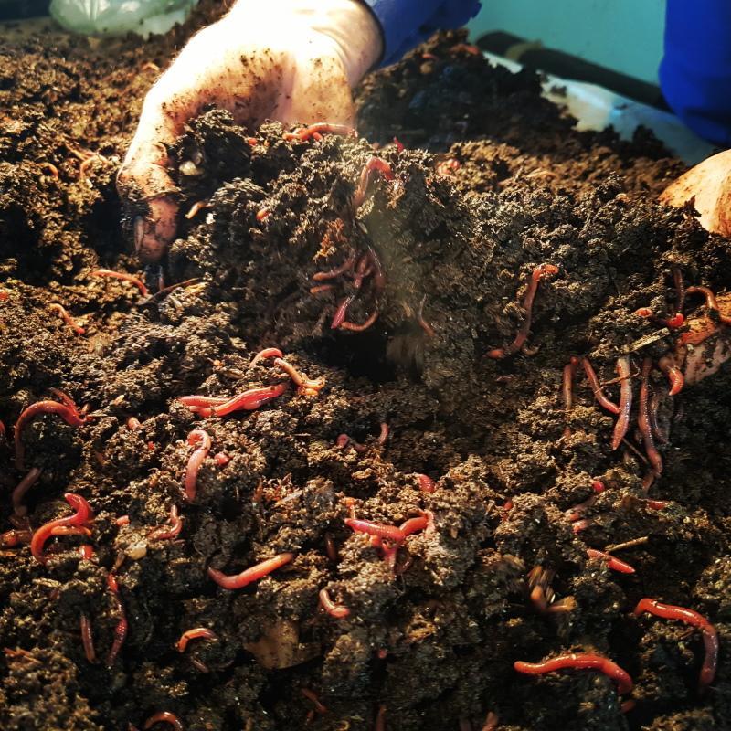 gusanos para la producción de vermicompost