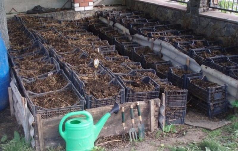 producción de vermicompost a domicilio en cajas
