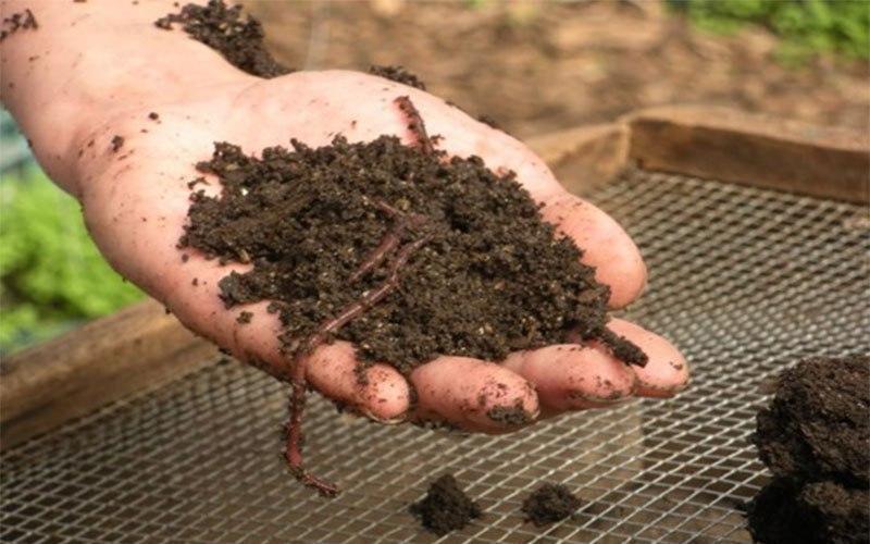 producción de vermicompost en casa