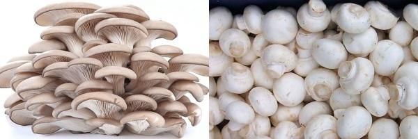 pleurotes et champignons