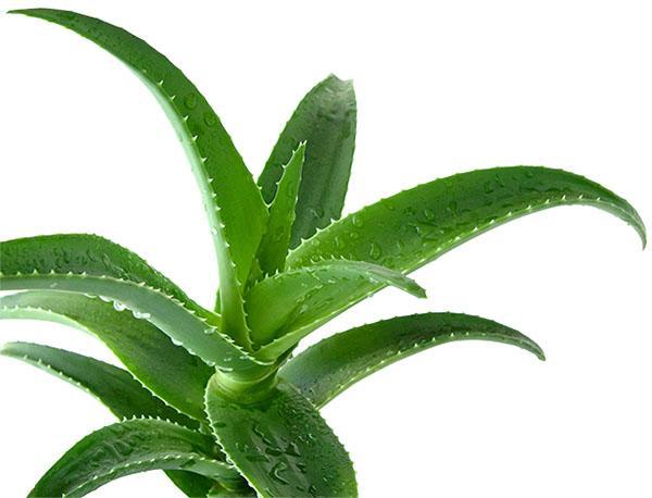 Para fines medicinales, use un aloe de 3 años.